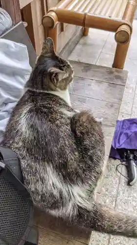 玉野御嶽神社の動物