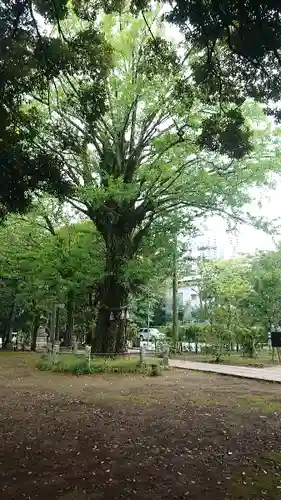 赤坂氷川神社の自然