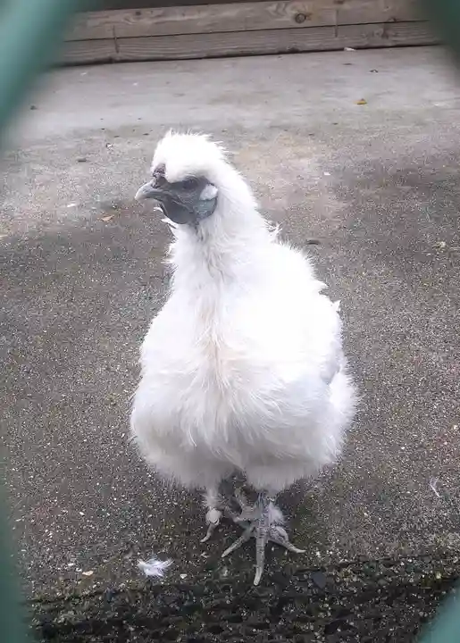 阿智神社の動物