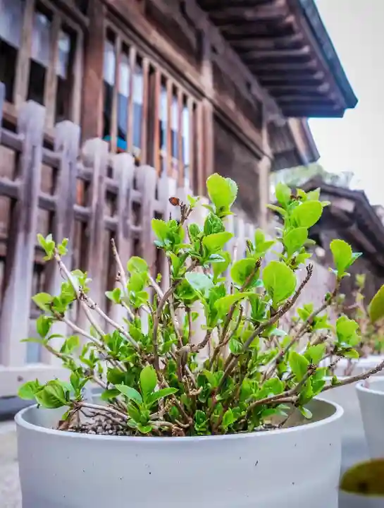 十日恵比須神社の御朱印
