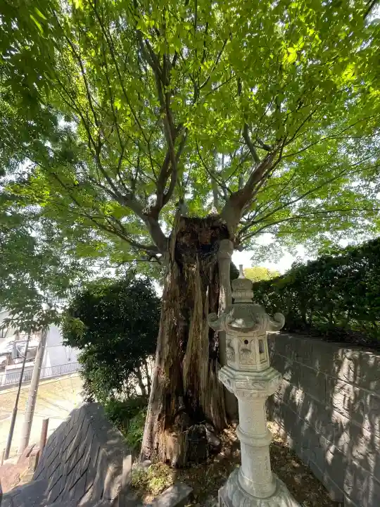 国分寺(相模國分寺)の{uncategorized: "未分類", other: "その他", undefined: "問題あり", building: "その他建物", grave: "お墓", sacred_gate: "鳥居", guardian: "狛犬", statue: "像", buddha: "仏像", history: "歴史", nature: "自然", garden: "庭園", animal: "動物", pagoda: "塔", temizu: "手水舎", mountain_gate: "山門・神門", sanctuary: "本殿・本堂", subordinate: "末社・摂社", art: "芸術", scenery: "景色", jizo: "地蔵", ema: "絵馬", goshuin: "御朱印", omikuji: "おみくじ", items: "授与品その他", amulet: "お守り", goshuincho: "御朱印帳", eats: "食事", festival: "お祭り", votive_dance: "神楽", shichigosan: "七五三参", wedding: "結婚式", experience: "体験その他", initially: "初詣", around: "周辺", anti_infection: "感染症対策"}