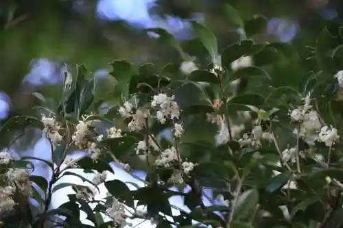 阿久津「田村神社」（郡山市阿久津町）旧社名：伊豆箱根三嶋三社の庭園