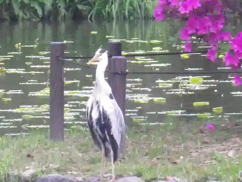 鶴岡八幡宮の動物