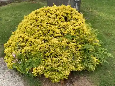 時宗総本山 遊行寺（正式：清浄光寺）の自然