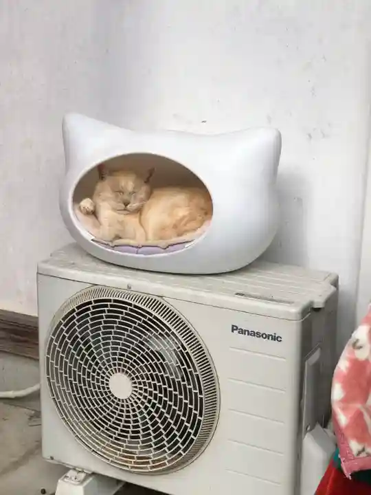 御誕生寺(猫寺)(福井県)