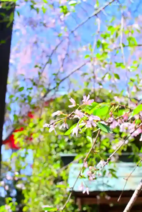 森浅間神社(神奈川県)
