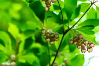 戸隠神社火之御子社(長野県)