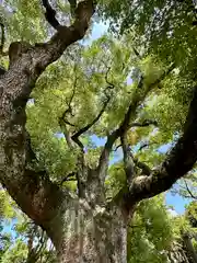 杭全神社(大阪府)