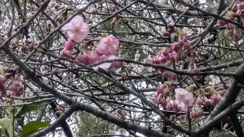 平野神社(京都府)