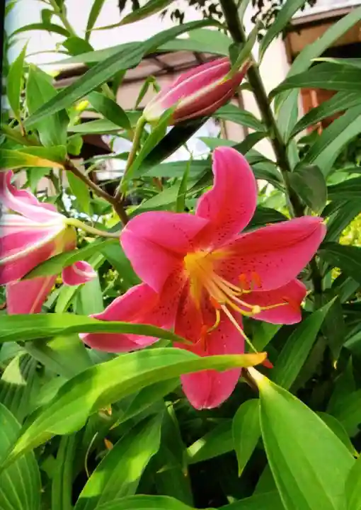 本郷氷川神社(東京都)
