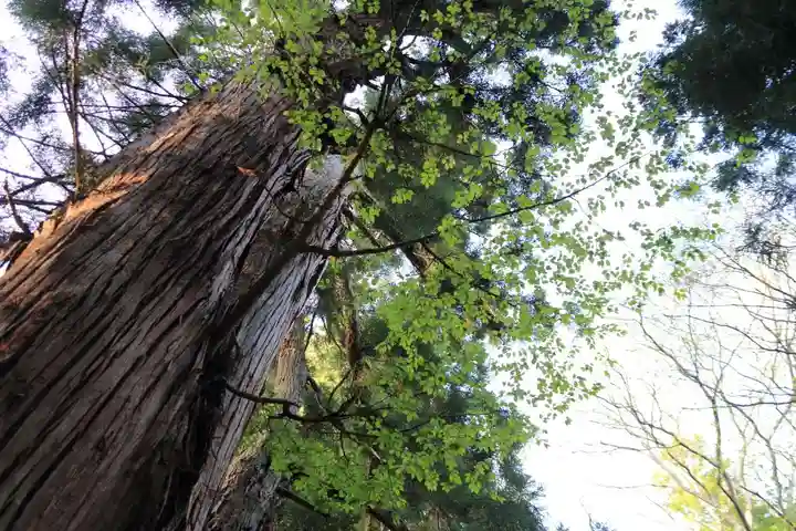 磐椅神社の自然