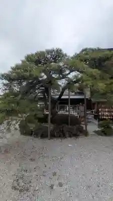 白鷺神社の{uncategorized: "未分類", other: "その他", undefined: "問題あり", building: "その他建物", grave: "お墓", sacred_gate: "鳥居", guardian: "狛犬", statue: "像", buddha: "仏像", history: "歴史", nature: "自然", garden: "庭園", animal: "動物", pagoda: "塔", temizu: "手水舎", mountain_gate: "山門・神門", sanctuary: "本殿・本堂", subordinate: "末社・摂社", art: "芸術", scenery: "景色", jizo: "地蔵", ema: "絵馬", goshuin: "御朱印", omikuji: "おみくじ", items: "授与品その他", amulet: "お守り", goshuincho: "御朱印帳", eats: "食事", festival: "お祭り", votive_dance: "神楽", shichigosan: "七五三参", wedding: "結婚式", experience: "体験その他", initially: "初詣", around: "周辺", anti_infection: "感染症対策"}