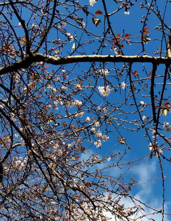 志波彦神社・鹽竈神社の自然