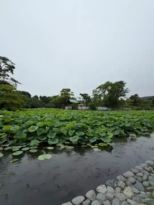 鶴岡八幡宮(神奈川県)