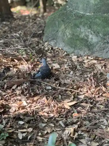 枚岡神社(大阪府)