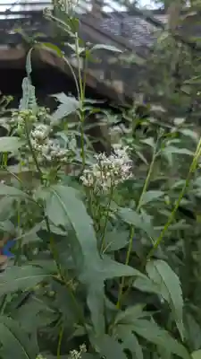 行願寺（革堂）(京都府)