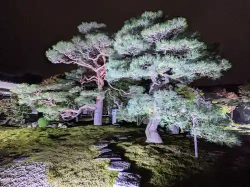 妙顯寺（妙顕寺）の景色