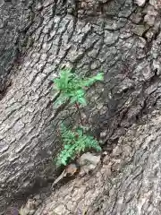 三輪神社の自然