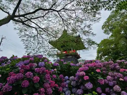 能護寺(埼玉県)