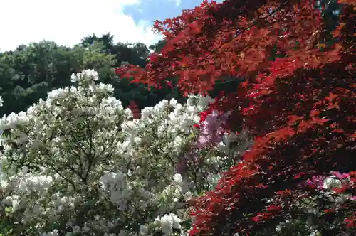 五大尊堂(長徳寺)の自然