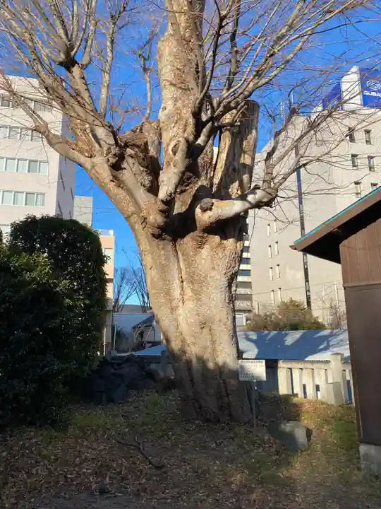 前橋八幡宮(群馬県)