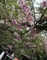 櫻木神社の自然