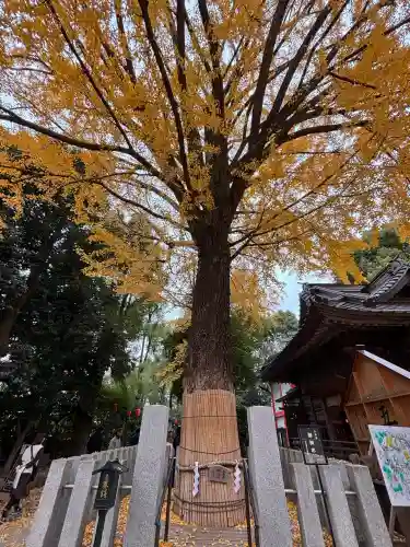 田無神社(東京都)