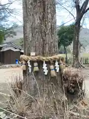 新宮八幡神社の自然