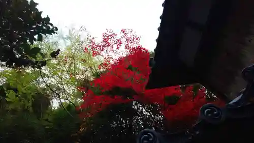 柳谷観音　楊谷寺の自然