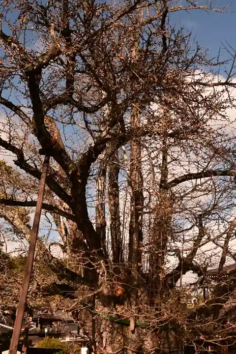 誕生寺(岡山県)