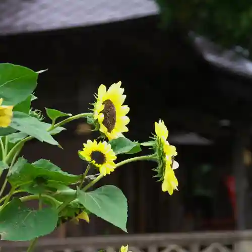高司神社〜むすびの神の鎮まる社〜の自然