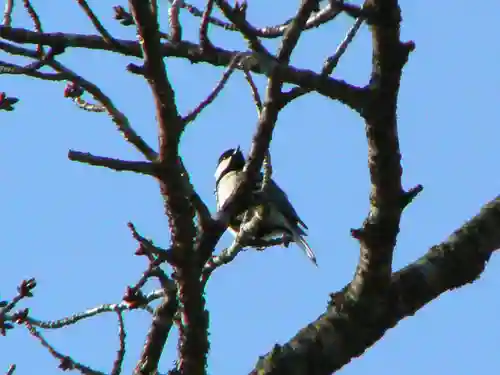 留辺蘂神社の動物