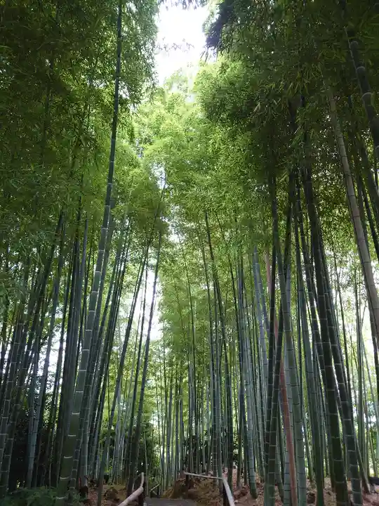 高台寺(高台寿聖禅寺・高臺寺)の自然