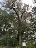 高知座神社(高知県)