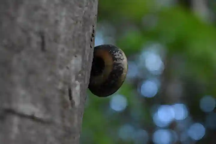 秩父御嶽神社の動物