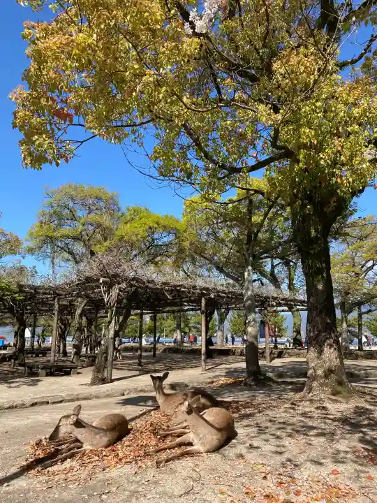 厳島神社の{uncategorized: "未分類", other: "その他", undefined: "問題あり", building: "その他建物", grave: "お墓", sacred_gate: "鳥居", guardian: "狛犬", statue: "像", buddha: "仏像", history: "歴史", nature: "自然", garden: "庭園", animal: "動物", pagoda: "塔", temizu: "手水舎", mountain_gate: "山門・神門", sanctuary: "本殿・本堂", subordinate: "末社・摂社", art: "芸術", scenery: "景色", jizo: "地蔵", ema: "絵馬", goshuin: "御朱印", omikuji: "おみくじ", items: "授与品その他", amulet: "お守り", goshuincho: "御朱印帳", eats: "食事", festival: "お祭り", votive_dance: "神楽", shichigosan: "七五三参", wedding: "結婚式", experience: "体験その他", initially: "初詣", around: "周辺", anti_infection: "感染症対策"}