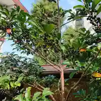 三輪神社の自然