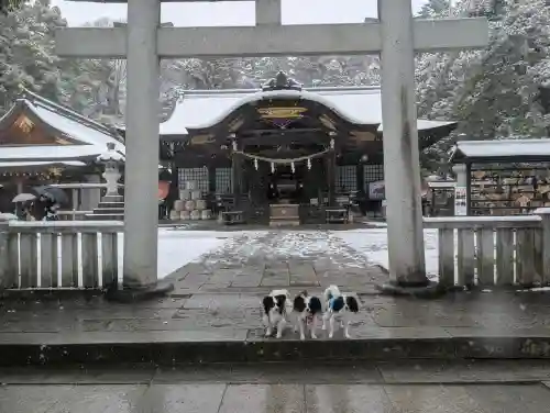 武田神社の{uncategorized: "未分類", other: "その他", undefined: "問題あり", building: "その他建物", grave: "お墓", sacred_gate: "鳥居", guardian: "狛犬", statue: "像", buddha: "仏像", history: "歴史", nature: "自然", garden: "庭園", animal: "動物", pagoda: "塔", temizu: "手水舎", mountain_gate: "山門・神門", sanctuary: "本殿・本堂", subordinate: "末社・摂社", art: "芸術", scenery: "景色", jizo: "地蔵", ema: "絵馬", goshuin: "御朱印", omikuji: "おみくじ", items: "授与品その他", amulet: "お守り", goshuincho: "御朱印帳", eats: "食事", festival: "お祭り", votive_dance: "神楽", shichigosan: "七五三参", wedding: "結婚式", experience: "体験その他", initially: "初詣", around: "周辺", anti_infection: "感染症対策"}
