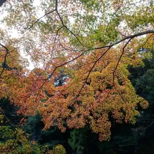 鹿島神宮の自然