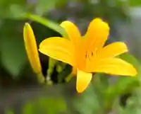 山の神神社の自然