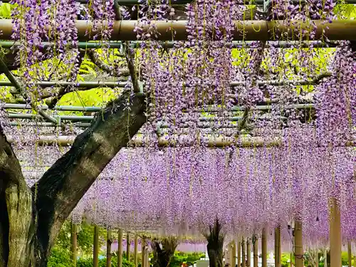 曼陀羅寺の自然
