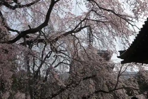 醍醐寺の{uncategorized: "未分類", other: "その他", undefined: "問題あり", building: "その他建物", grave: "お墓", sacred_gate: "鳥居", guardian: "狛犬", statue: "像", buddha: "仏像", history: "歴史", nature: "自然", garden: "庭園", animal: "動物", pagoda: "塔", temizu: "手水舎", mountain_gate: "山門・神門", sanctuary: "本殿・本堂", subordinate: "末社・摂社", art: "芸術", scenery: "景色", jizo: "地蔵", ema: "絵馬", goshuin: "御朱印", omikuji: "おみくじ", items: "授与品その他", amulet: "お守り", goshuincho: "御朱印帳", eats: "食事", festival: "お祭り", votive_dance: "神楽", shichigosan: "七五三参", wedding: "結婚式", experience: "体験その他", initially: "初詣", around: "周辺", anti_infection: "感染症対策"}