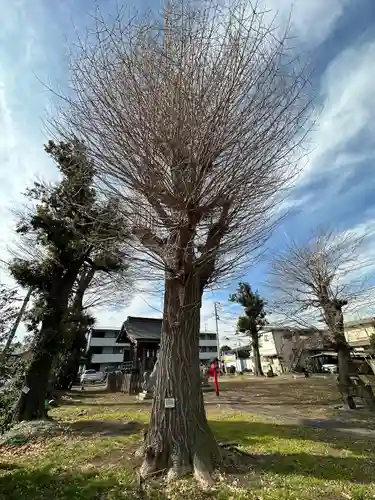 車返稲荷神社の自然