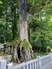 富士山東口本宮 冨士浅間神社(静岡県)