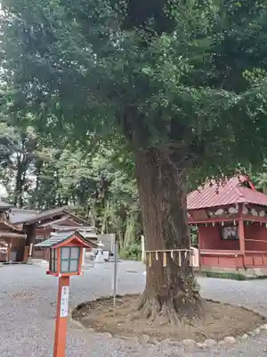薬師寺八幡宮(栃木県)