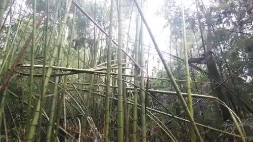 野宮神社の自然