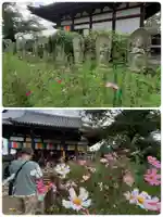 般若寺 ❁コスモス寺❁(奈良県)