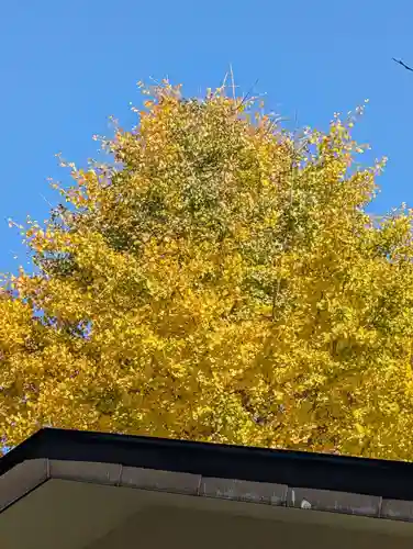 白幡八幡神社(神奈川県)