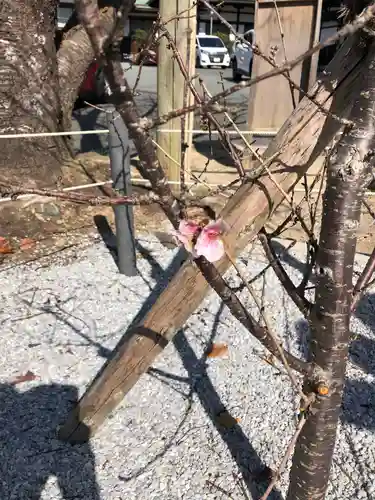 宮地嶽神社の自然