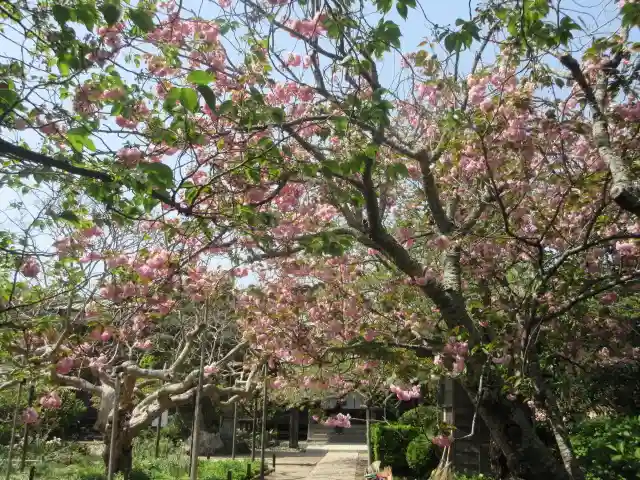 極楽寺(霊鷲山感應院極楽律寺)の自然